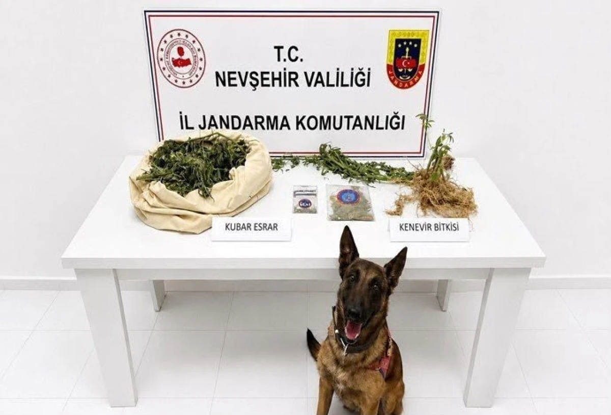 Nevşehir'de 27 K&ouml;k Kenevir ve 1 Kilo 938 Gram Esrar Ele Ge&ccedil;irildi