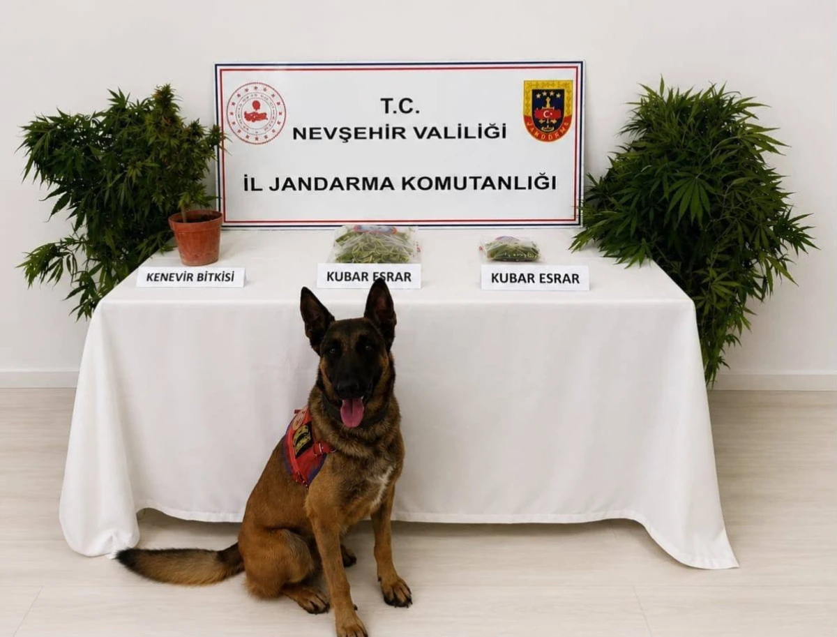 Nevşehir&rsquo;de Jandarmadan Narkotik Operasyonu: 248 K&ouml;k Kenevir ve Uyuşturucu Madde Ele Ge&ccedil;irildi