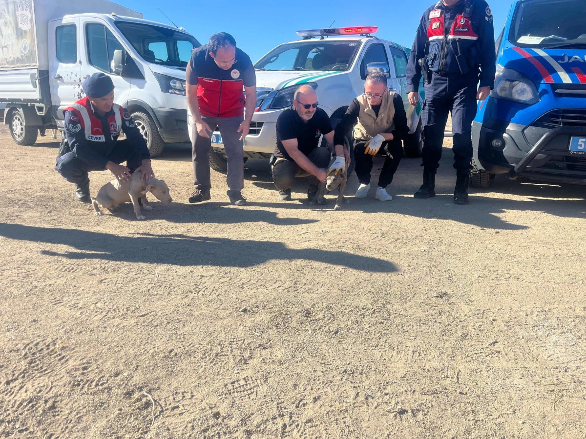 Nevşehir'de Yasaklı Irk K&ouml;peklere El Konuldu